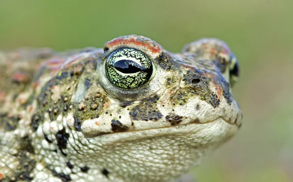 Natterjack toad (Epidalea calamita) — Stock Photo, Image