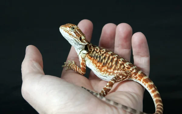 Espalda de cuero suave dragón barbudo (Pogona vitticeps ) —  Fotos de Stock