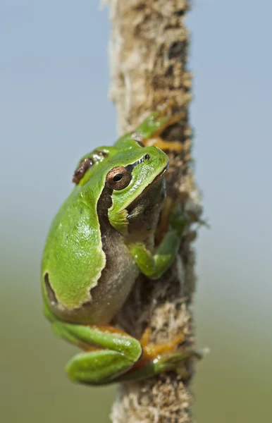 Європейська деревна жаба (Hyla arborea) — стокове фото