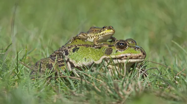 Adult and juvenile Perez frog (Pelophylax perezi). — Stock Photo, Image
