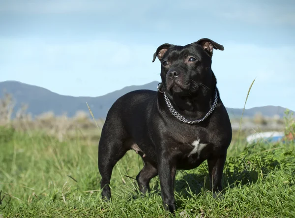 Anglais staffordshire bull terrier . — Photo