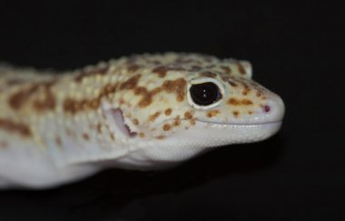 Orman leopar gecko (eublepharis macularius)