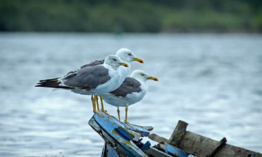  üç sarı ayaklı gul bir tekne (larus michahellis)