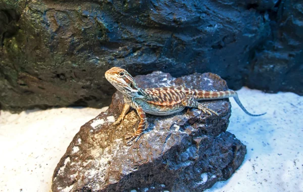 Espalda de cuero suave dragón barbudo (Pogona vitticeps ) — Foto de Stock