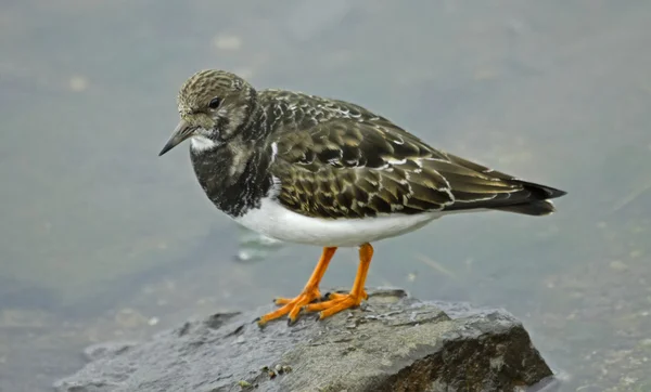 Ruddy Turnstone (Arenaria interpres) — Stock Photo, Image