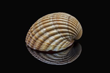 kabuk siyah üzerine izole