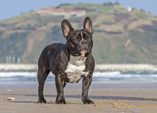 Fransk bulldog på stranden — Stockfoto