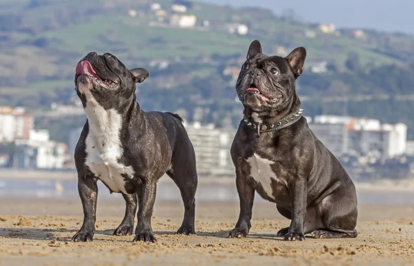 Bulldogs franceses na praia — Fotografia de Stock
