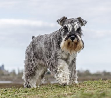 tuz ve biber schnauzer terrier