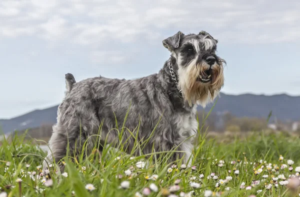 tuz ve biber schnauzer terrier