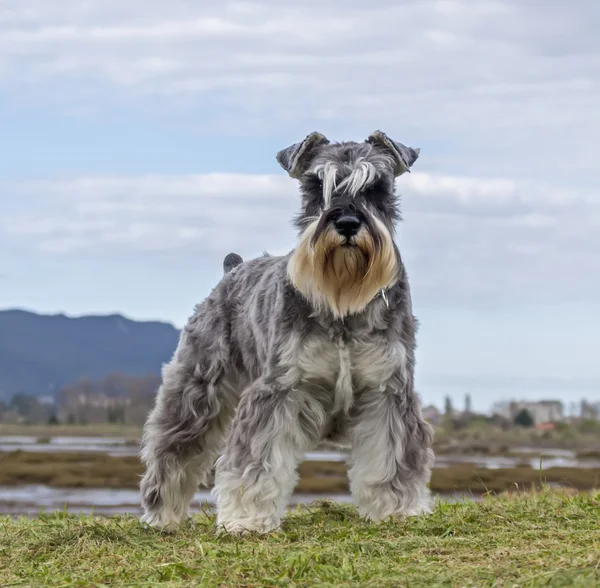 Salt and pepper Schnauzer terrier — Stockfoto