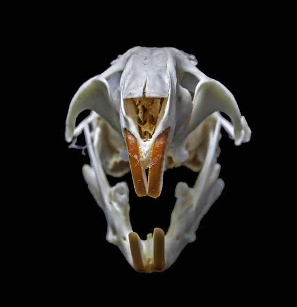 Rattus norvegicus skull isolated on black — Stock Photo, Image