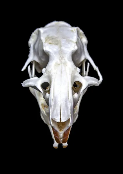 Rattus norvegicus czaszki na czarnym tle — Zdjęcie stockowe