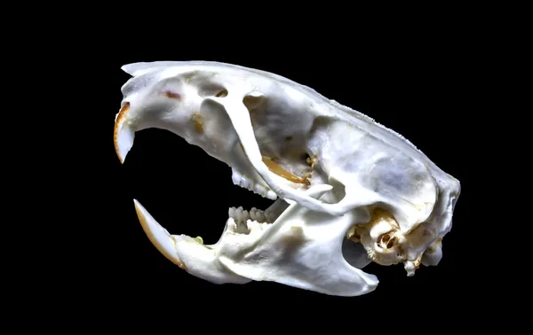 rattus norvegicus kafatası üzerine siyah izole