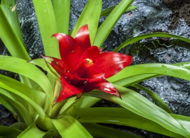 guzmania küçük rondo