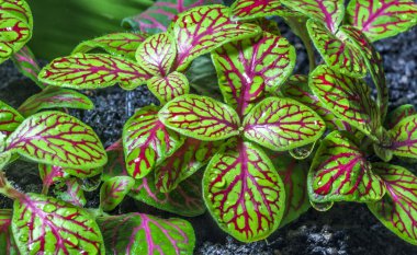Mozaik Fabrikası (fittonia)