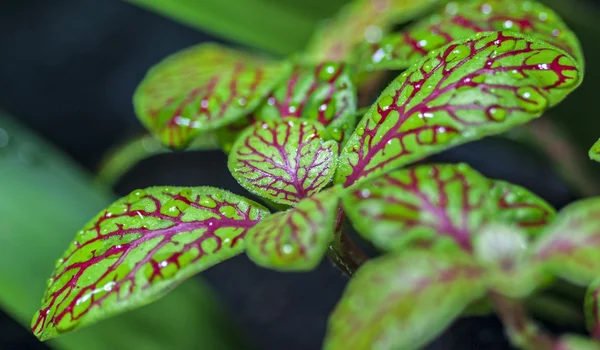 Mozaika rostlina (fittonia) — Stock fotografie