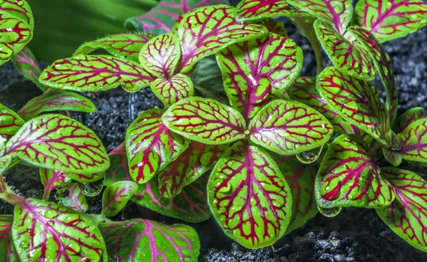 Mozaik Fabrikası (fittonia)