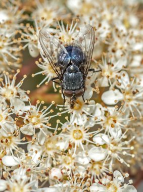Bluebottle anında fotinia photınıa (calliphora vomitoria)