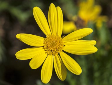 euryops pectinatus. sarı çiçek