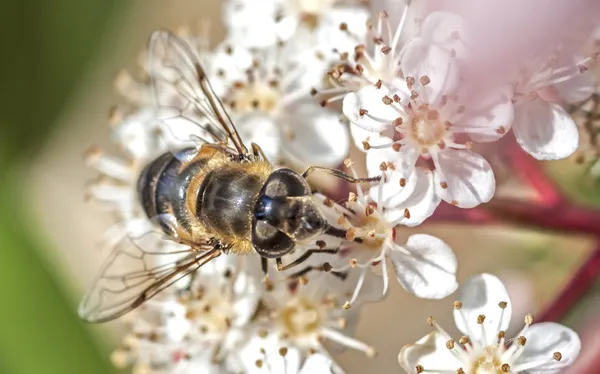 Drone fly (közönséges herelégy) a photinia fraseri — Stock Fotó