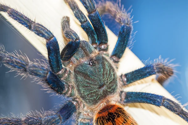 Spyder (Chromatopelma cyaneopubescens). Истинные цвета . — стоковое фото