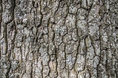 Ağaç kabuğu kırık dokusuna kadar yakın.