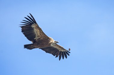 Griffon akbabası (Gyps fulvus).