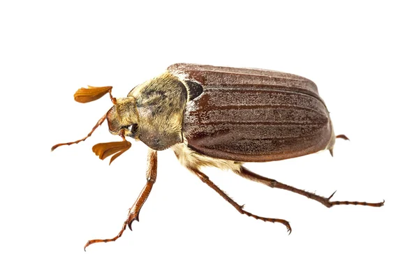 Coléoptère mâle (Melolontha melolontha) isolé contre le blanc — Photo