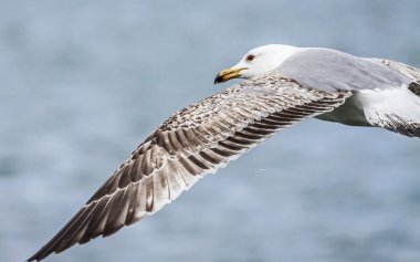 WAT üzerinde uçan iki yıl martı (larus michahellis) sarı ayaklı