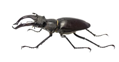 Beyaz arka planı izole geyik böceği (lucanus cervus).