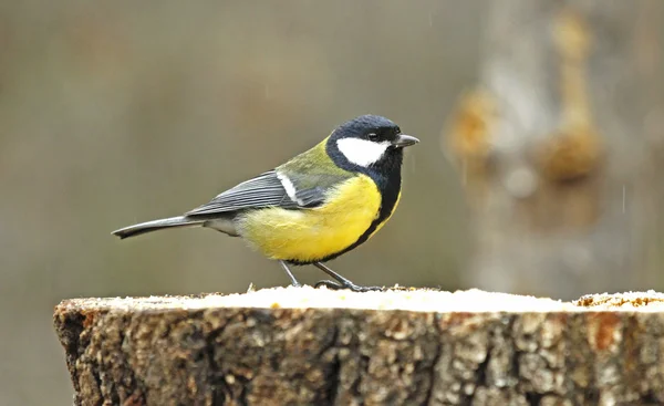Great tit (Parus major) at a feeder in a rainy day. — Stock Photo, Image