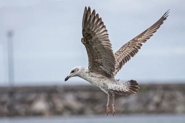 กัลล์ขาเหลืองปีแรก (Larus Michahellis) บิน . — ภาพถ่ายสต็อก