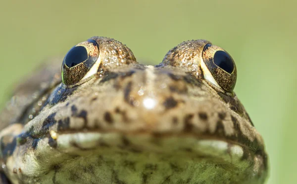 Fechar o sapo de Pélope (Pelophylax perezi ). — Fotografia de Stock