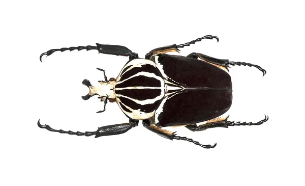 Beyaz arka karşı izole goliath böceği (goliathus goliathus)