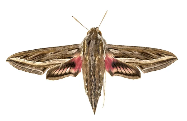Striped Hawk-moth (Hyles livornica) isolated against white backg — Stock Photo, Image