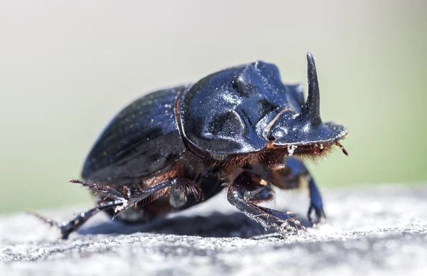 Escarabajo de estiércol con cuernos (Copris lunaris). — Foto de Stock