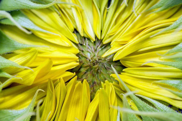 Closed sunflower. — Stock Photo, Image