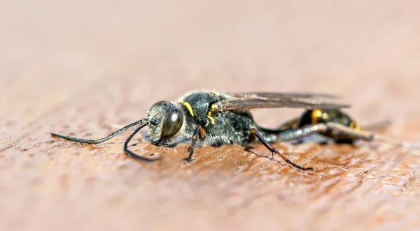 Avispa de alfarero (Sceliphron curvatum ). — Foto de Stock