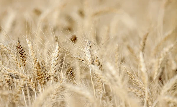 Пшеничное поле. Стоковое Фото