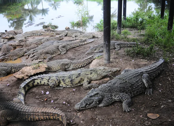 Crocodile breeding farm — Stock Photo, Image