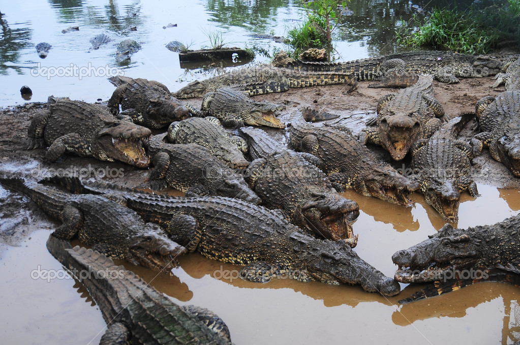 Crocodile breeding farm — Stock Photo © ToskanaInc 41995127