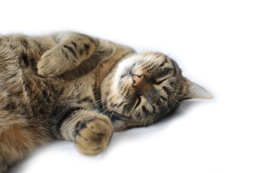 bir dinlenme yerli kedi