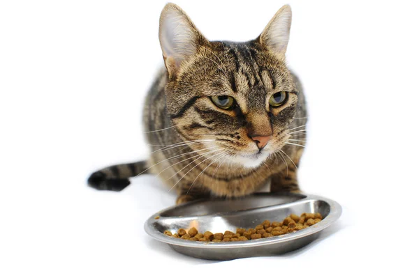 Gato doméstico está comiendo comida para mascotas en un fondo blanco — Foto de Stock