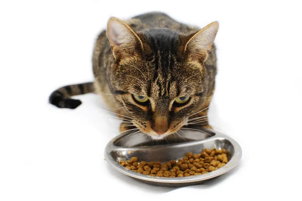 Gato doméstico está comiendo comida para mascotas en un fondo blanco — Foto de Stock