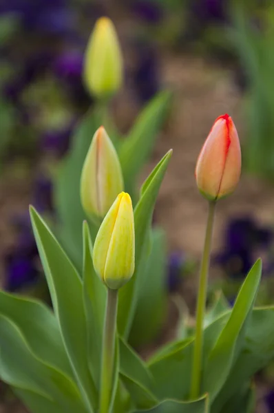 Piękny tulipan w ogrodzie — Zdjęcie stockowe