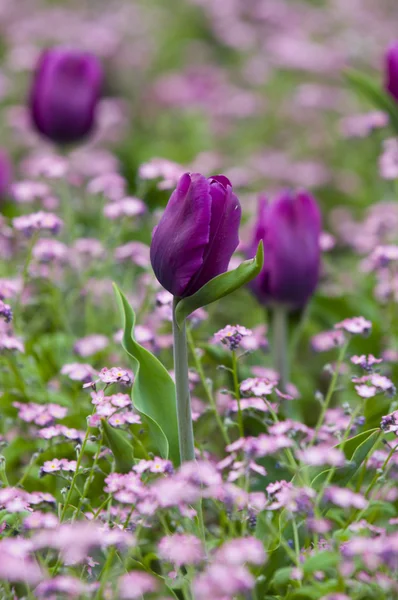 Bellissimo tulipano in giardino — Foto Stock