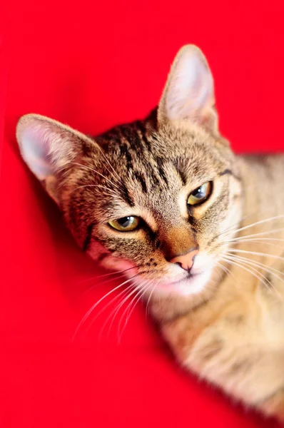 yerli kedi evde beslenen hayvan yiyecek beyaz bir arka plan yiyor