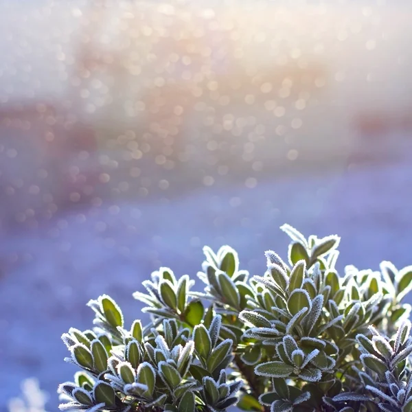 Buxus plant winter frost background Stock Photo