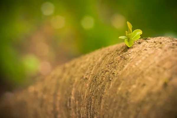 Árbol hojas brotan verano primavera verde fondo — Foto de Stock